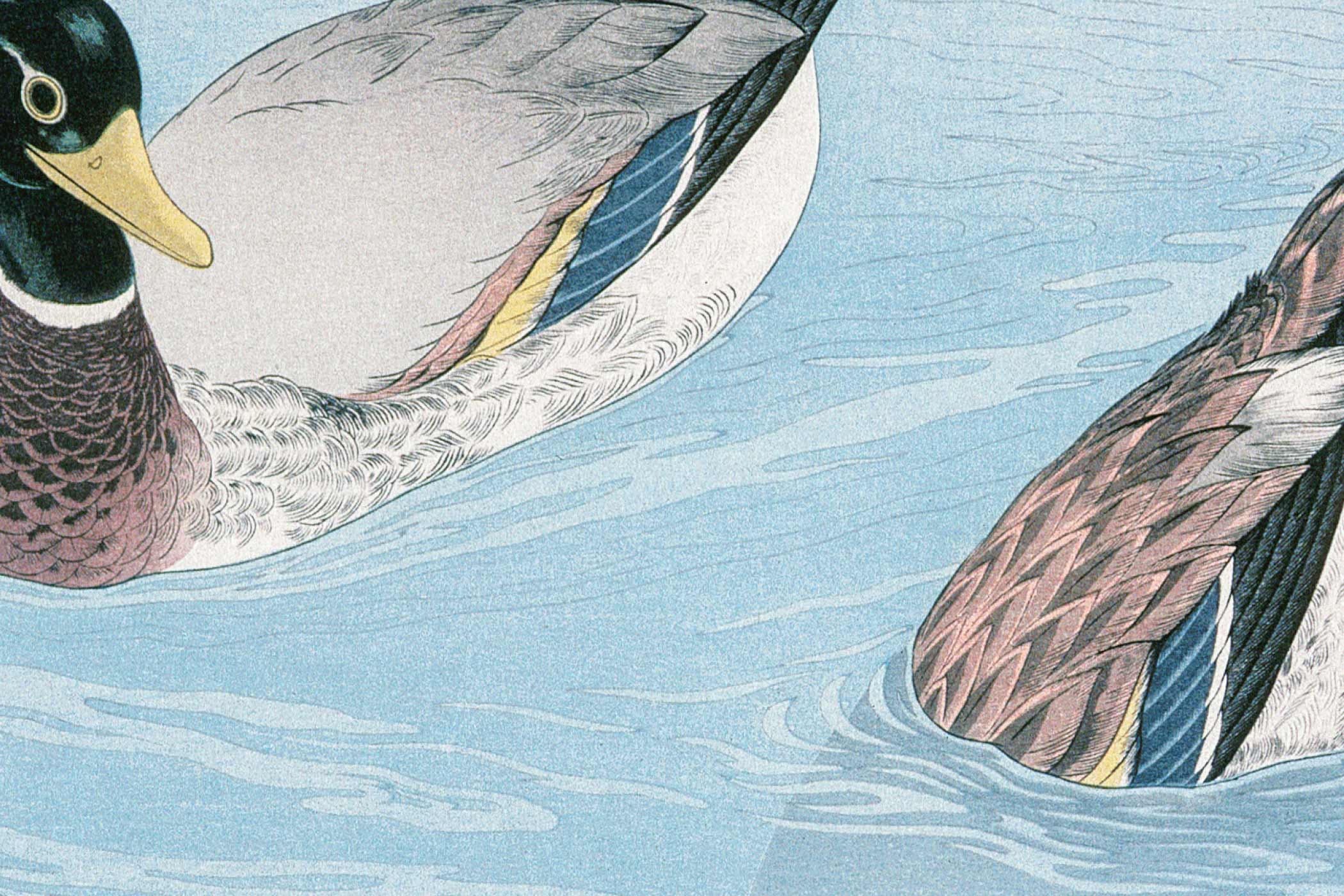 Vízen úszó kacsákat ábrázoló festmény.